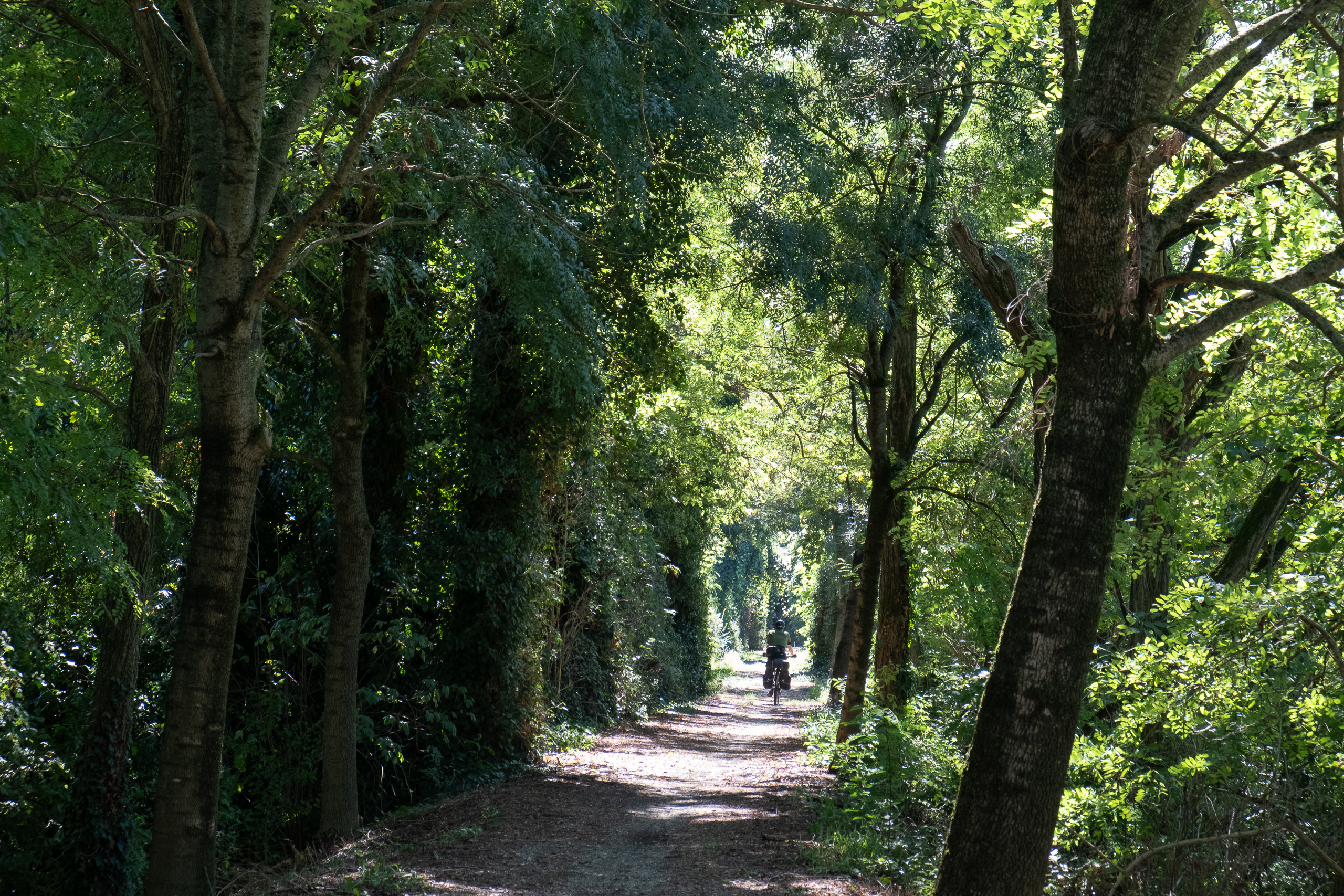 Schattiger Schotterweg durch eine Baumallee